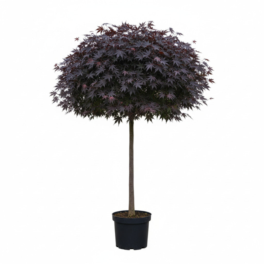 Japansk lönn – Acer pal. &