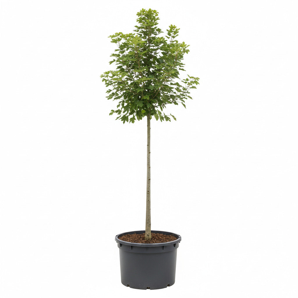 Fältlönn – Acer campestre - C225 25/30 HO/ST