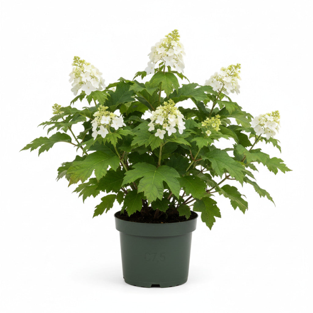 Ekbladshortensia – Hydrangea quercifolia - C7,5