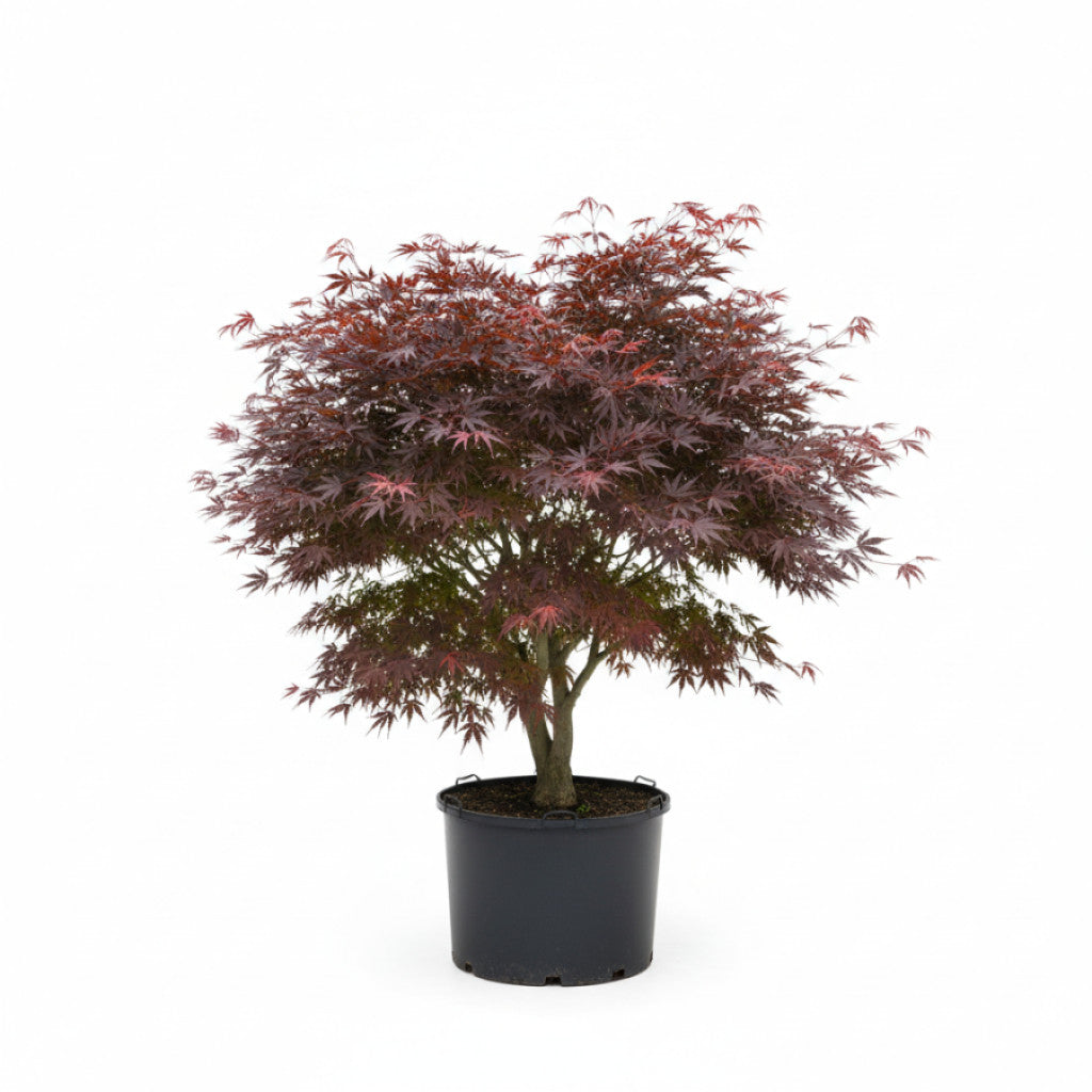 Japansk lönn – Acer pal. &