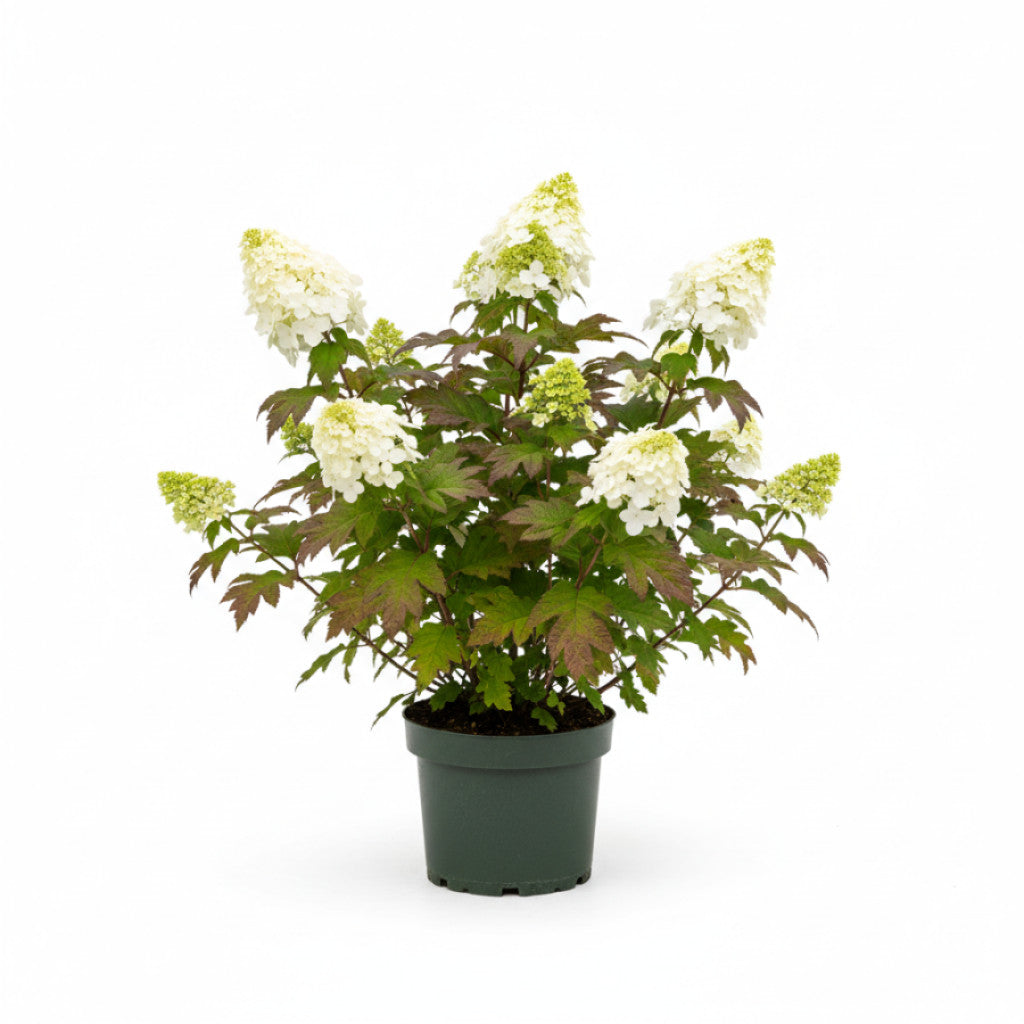Ekbladshortensia – Hydrangea quercifolia - C7.5 60-80 CM