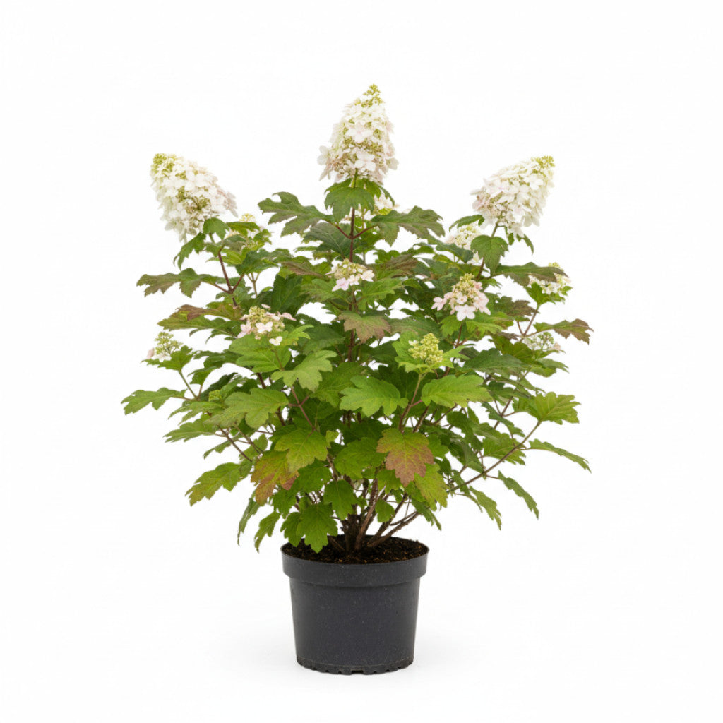 Ekbladshortensia – Hydrangea quercifolia - C7,5 100-125 CM