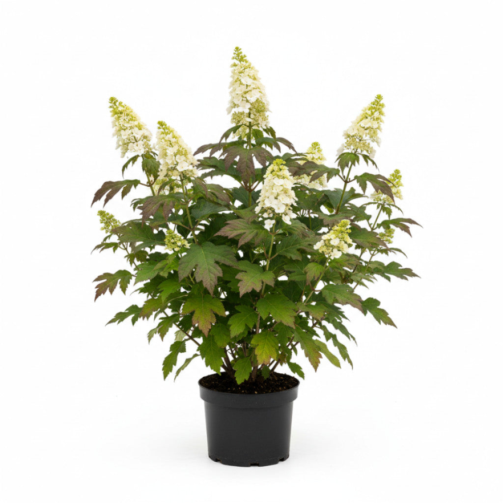 Ekbladshortensia – Hydrangea quercifolia &