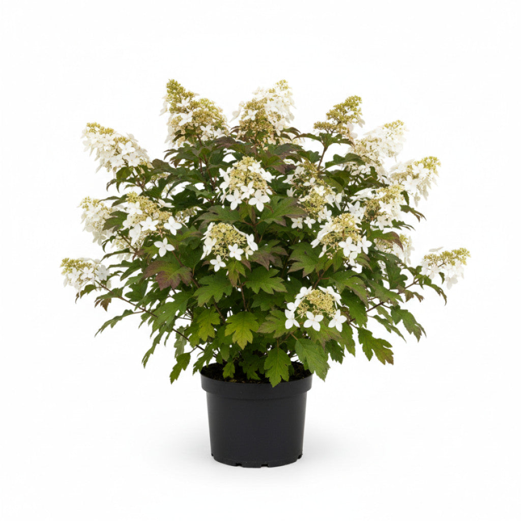 Ekbladshortensia – Hydrangea quercifolia &