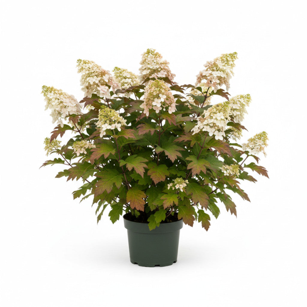 Ekbladshortensia – Hydrangea quercifolia &