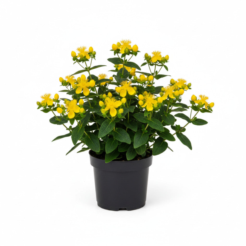 Johannesört – Hypericum &