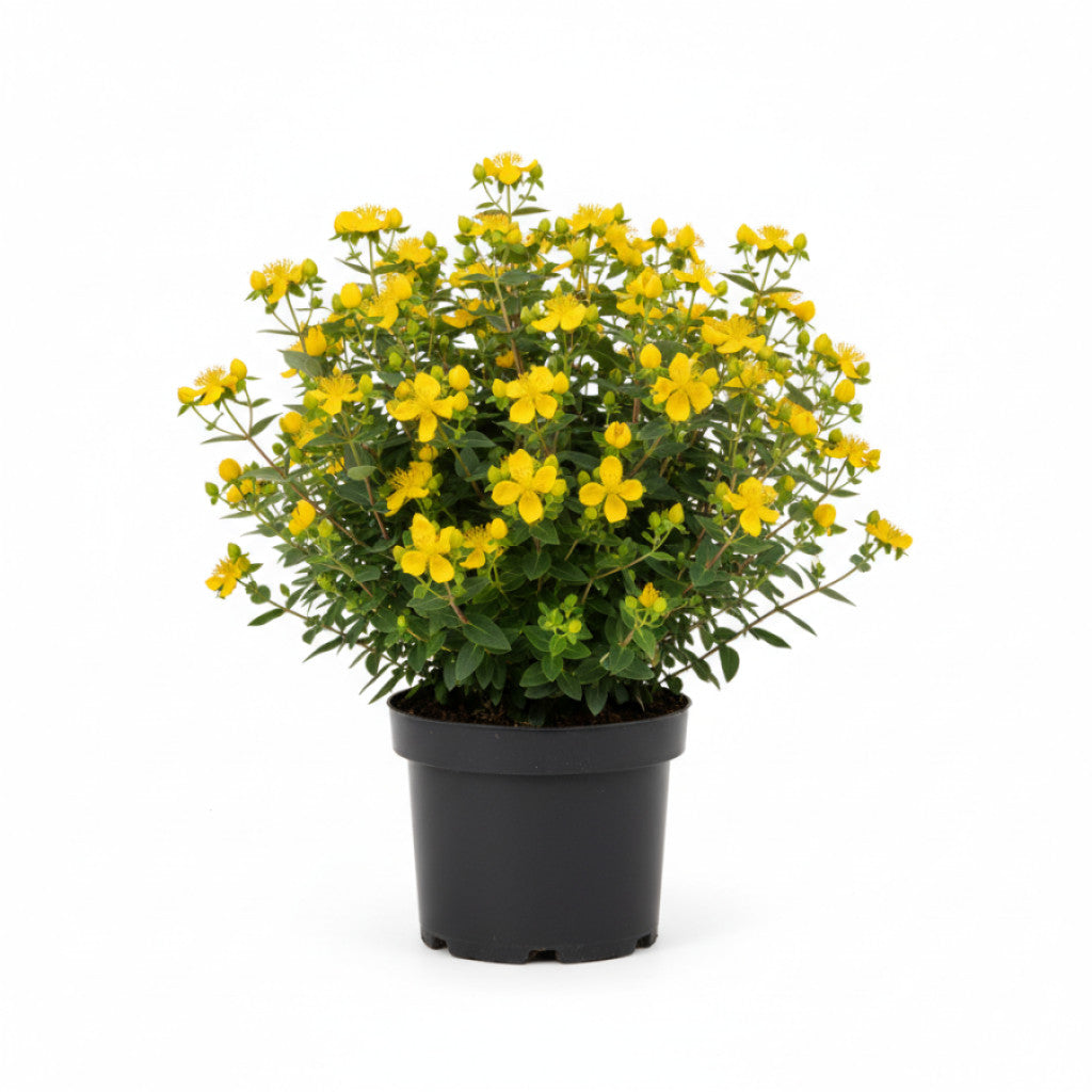 Johannesört – Hypericum &