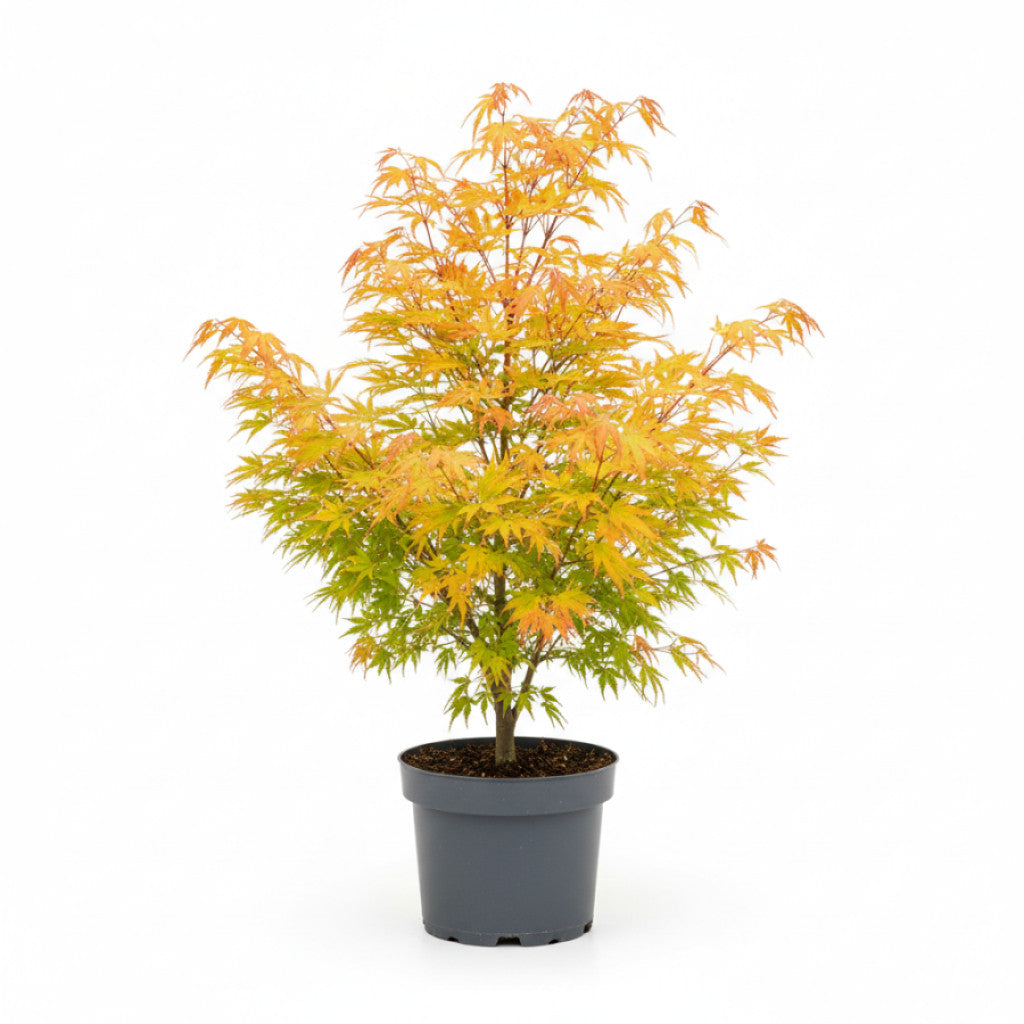 Japansk lönn – Acer pal. &