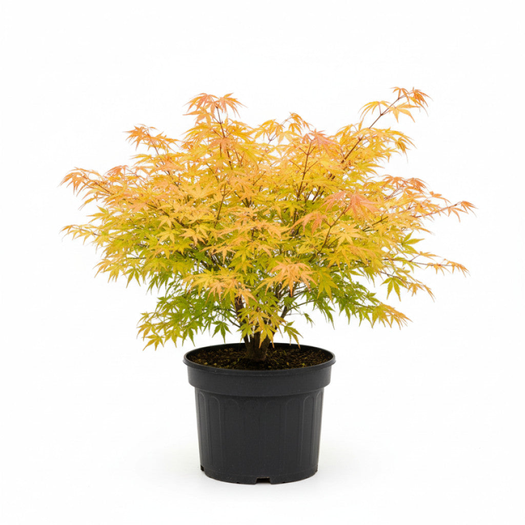 Japansk lönn – Acer pal. &