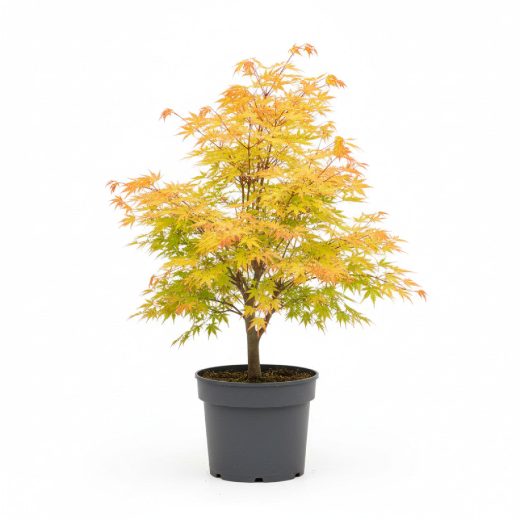 Japansk lönn – Acer pal. &