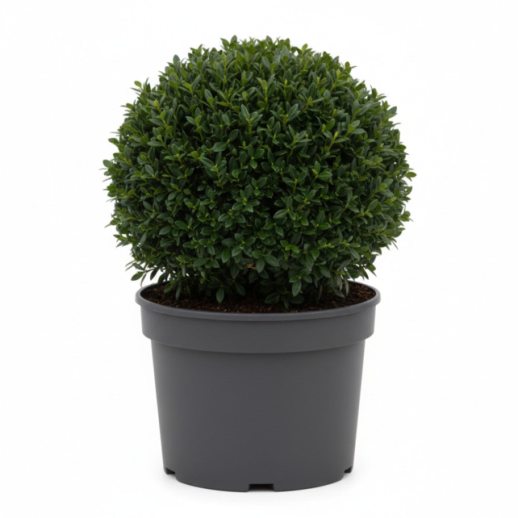 Japansk järnek – Ilex crenata &