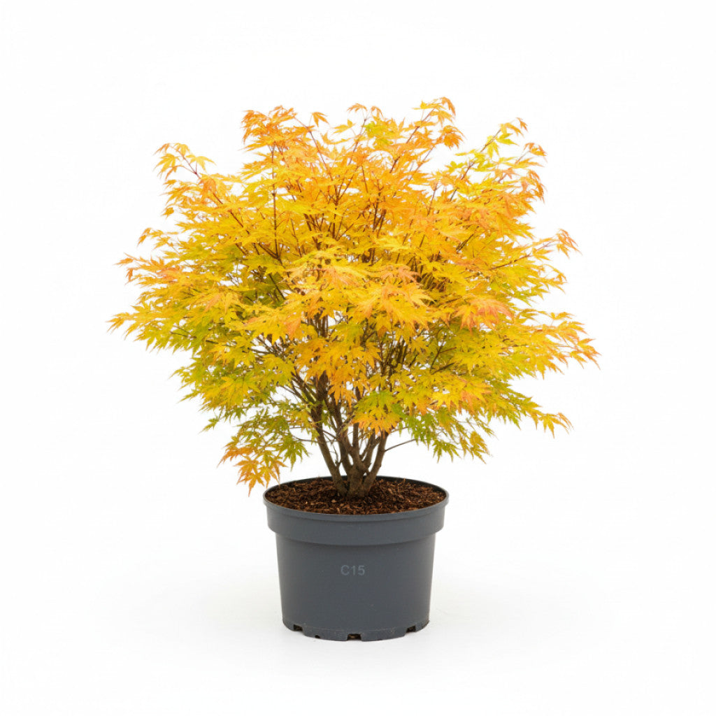 Japansk lönn – Acer pal. &