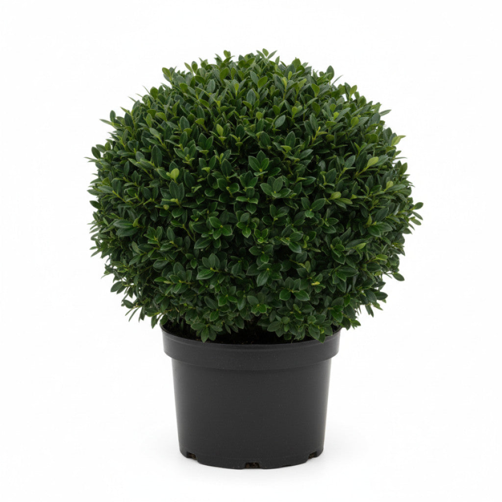 Japansk järnek – Ilex crenata &