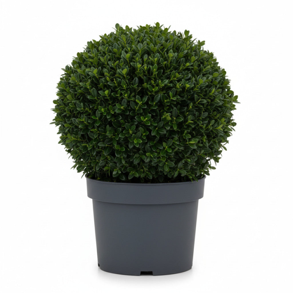 Japansk järnek – Ilex crenata &