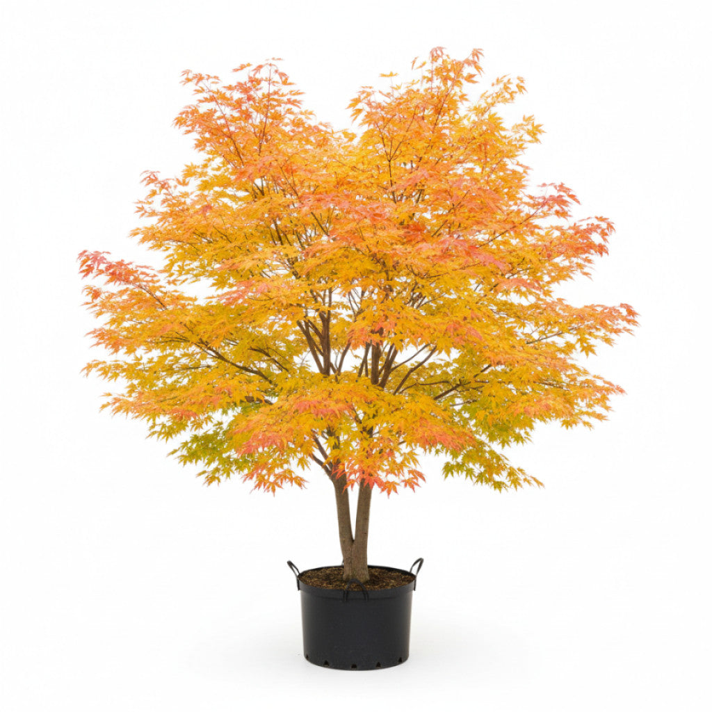 Japansk lönn – Acer pal. &