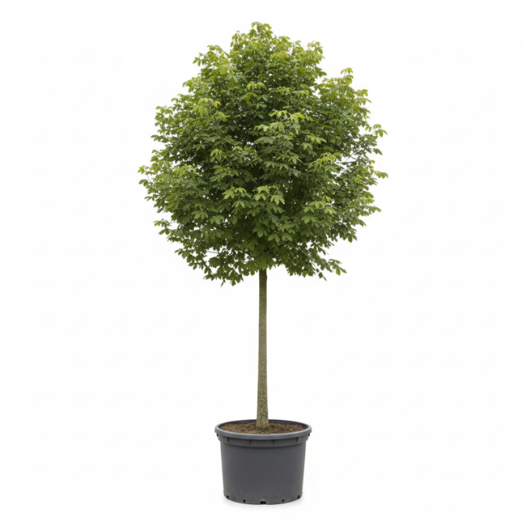 Fältlönn – Acer campestre - C250 20/25  180 CM Stem