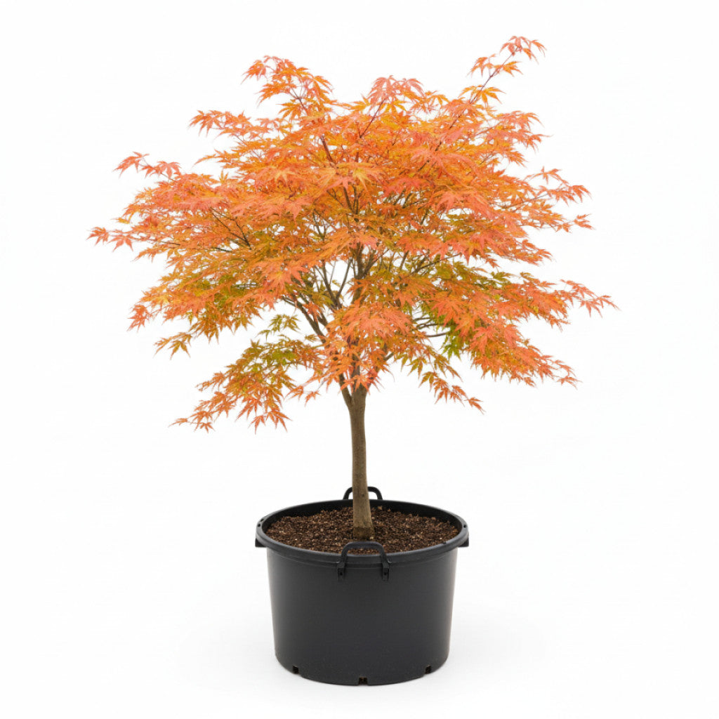 Japansk lönn – Acer pal. &