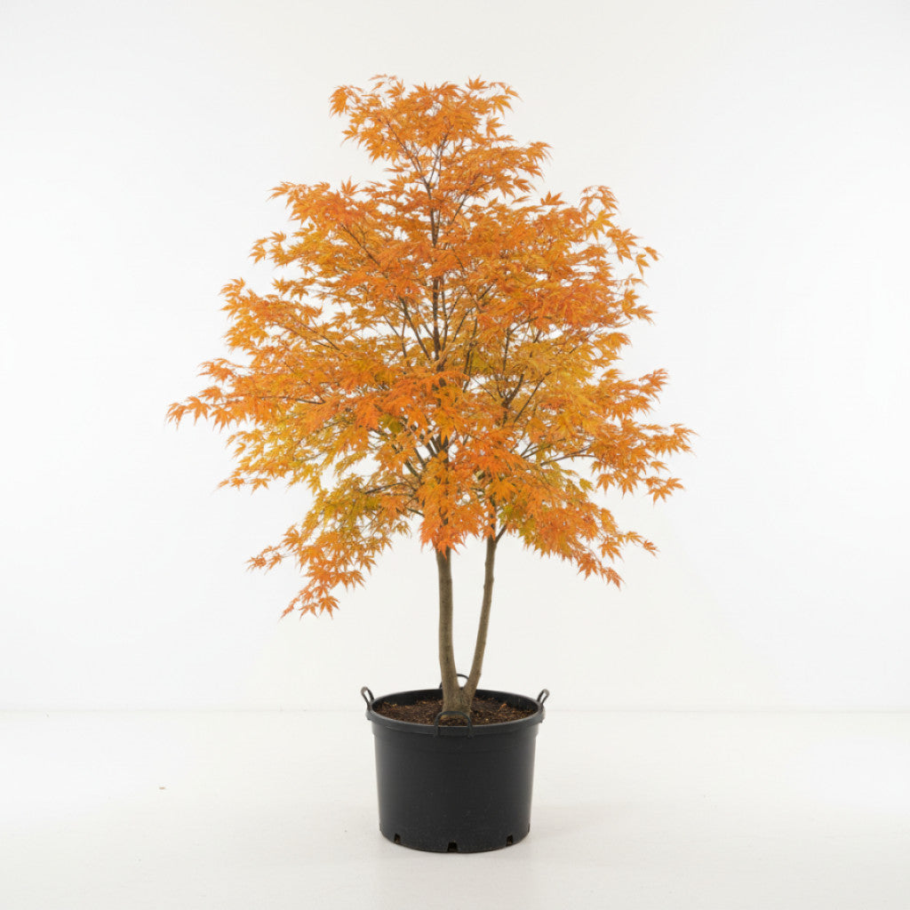 Japansk lönn – Acer pal. &