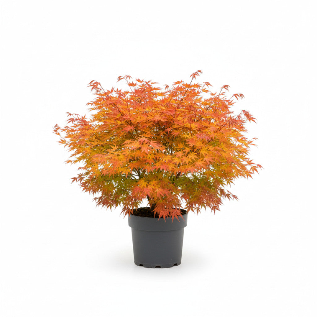 Japansk lönn – Acer pal. &