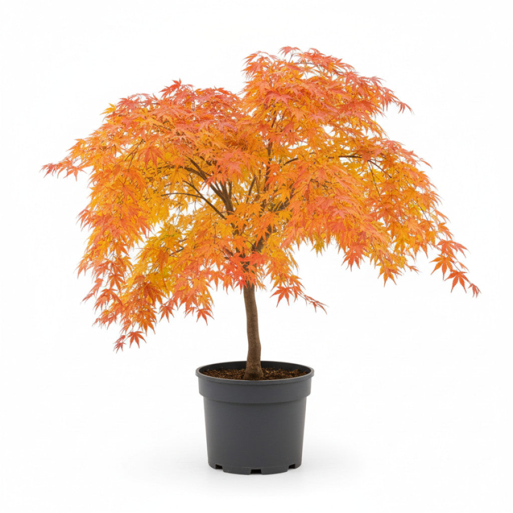 Japansk lönn – Acer pal. &