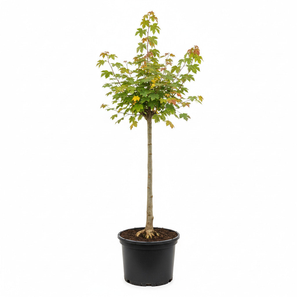 Fältlönn – Acer campestre - 18/20 RB