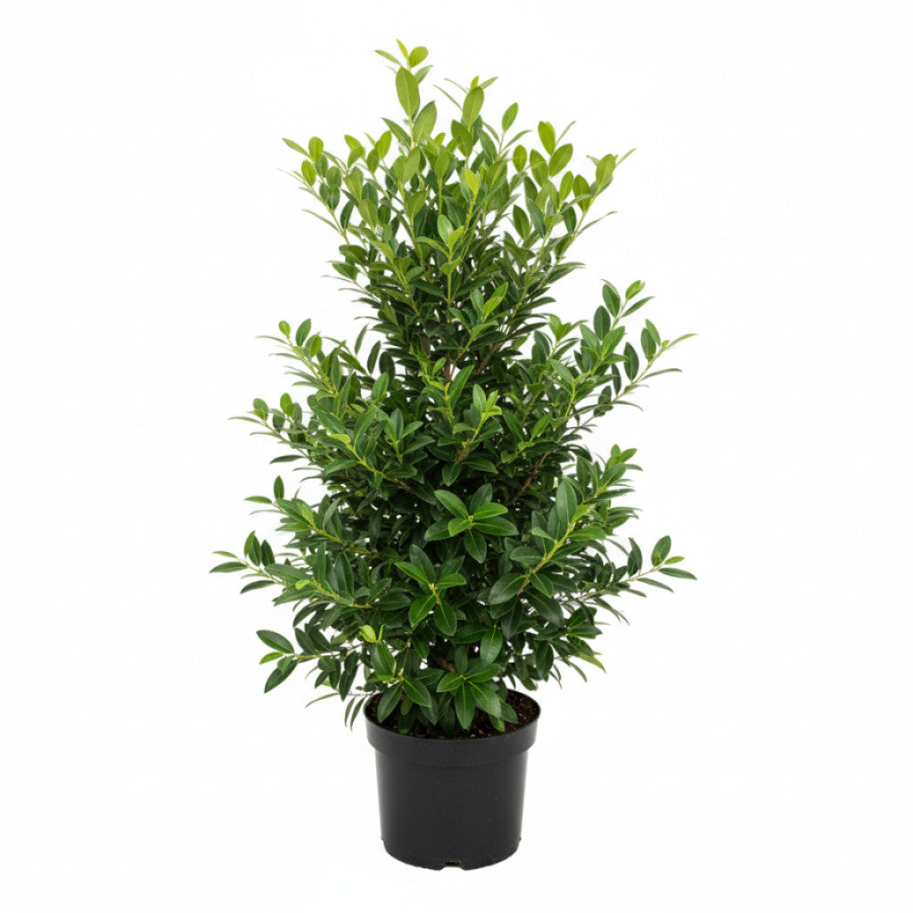 Liguster – Ligustrum ovalifolium - C3 60-80 CM