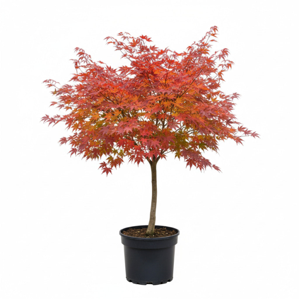 Japansk lönn – Acer pal. &