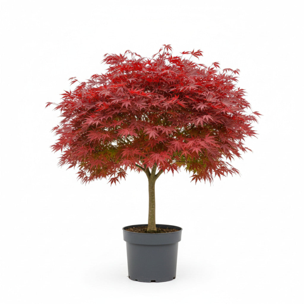 Japansk lönn – Acer pal. &