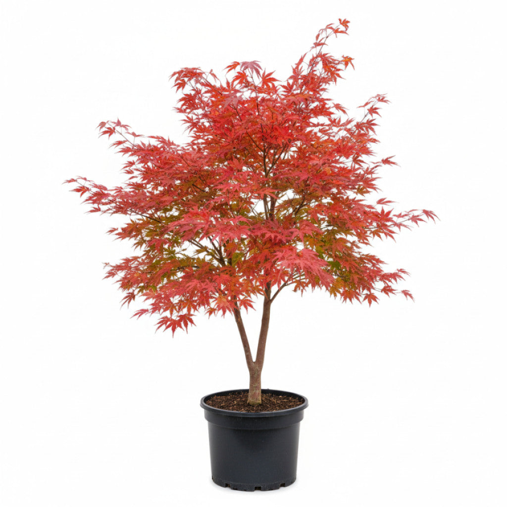 Japansk lönn – Acer pal. &
