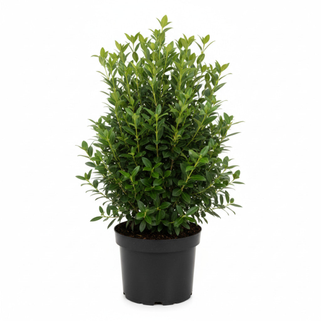 Liguster – Ligustrum vulgare &