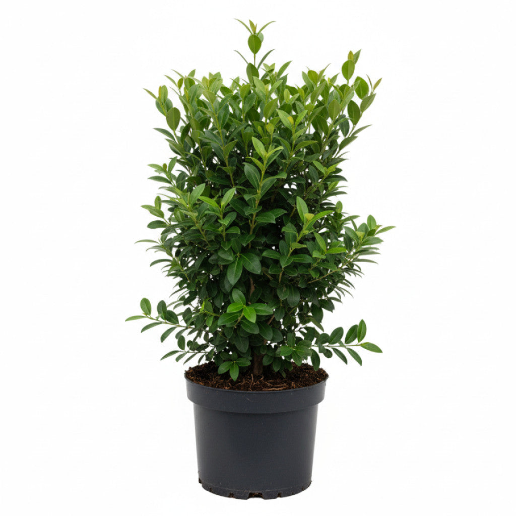 Liguster – Ligustrum vulgare &
