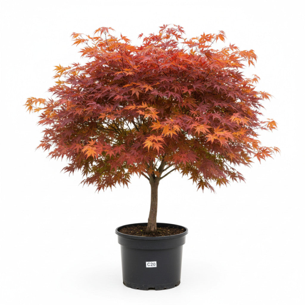 Japansk lönn – Acer pal. &