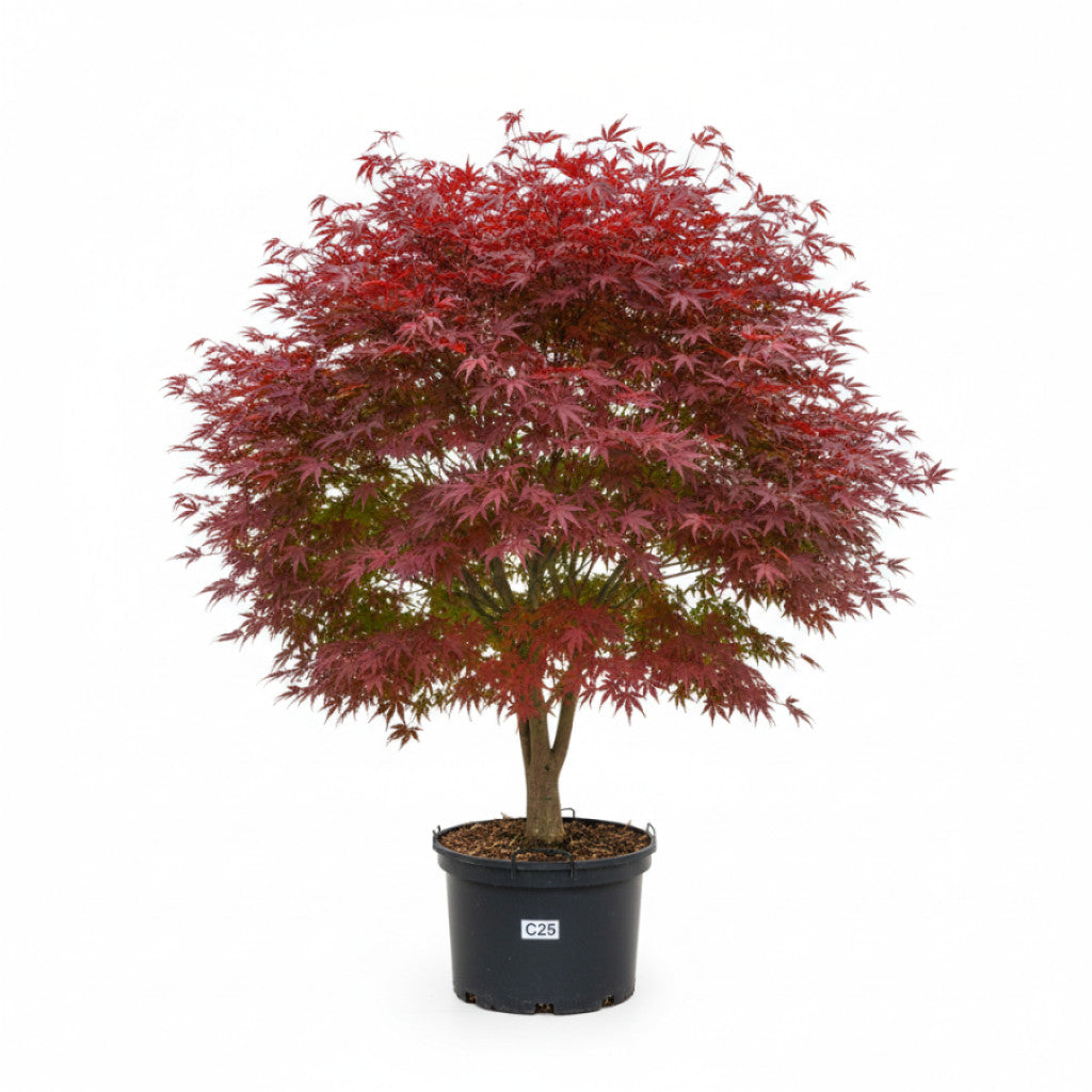 Japansk lönn – Acer pal. &