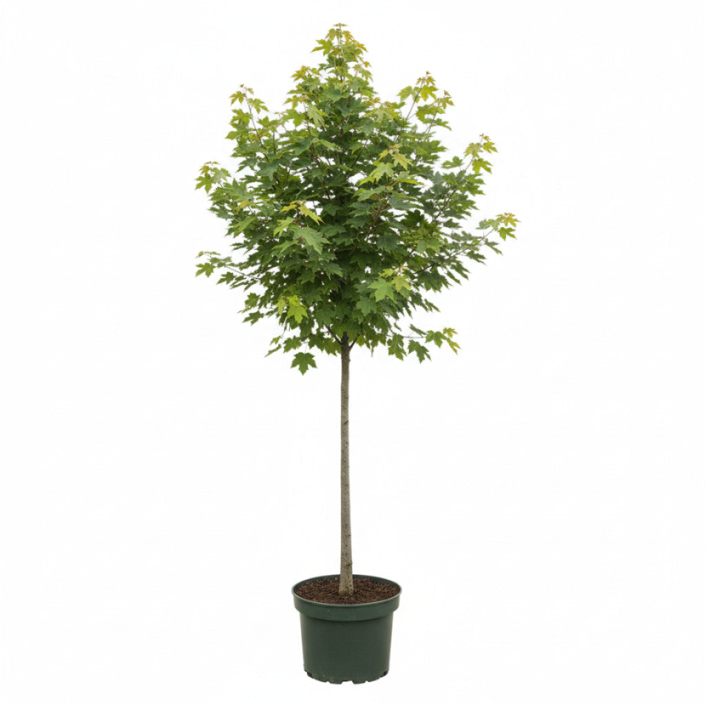 Fältlönn – Acer campestre - 6/8 in Cont HO/ST
