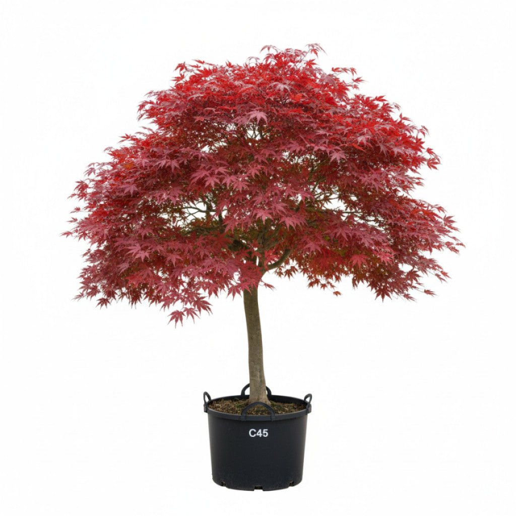 Japansk lönn – Acer pal. &