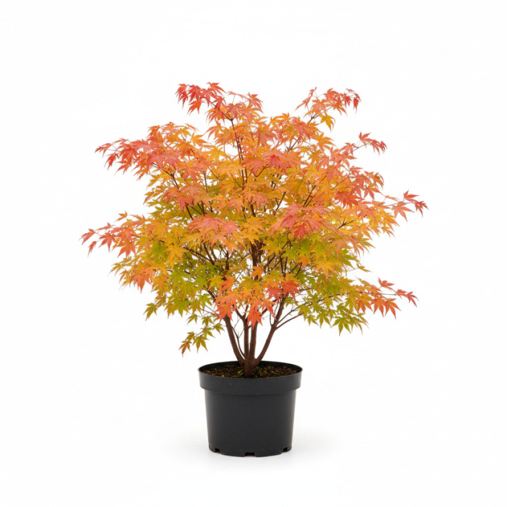 Japansk lönn – Acer pal. &