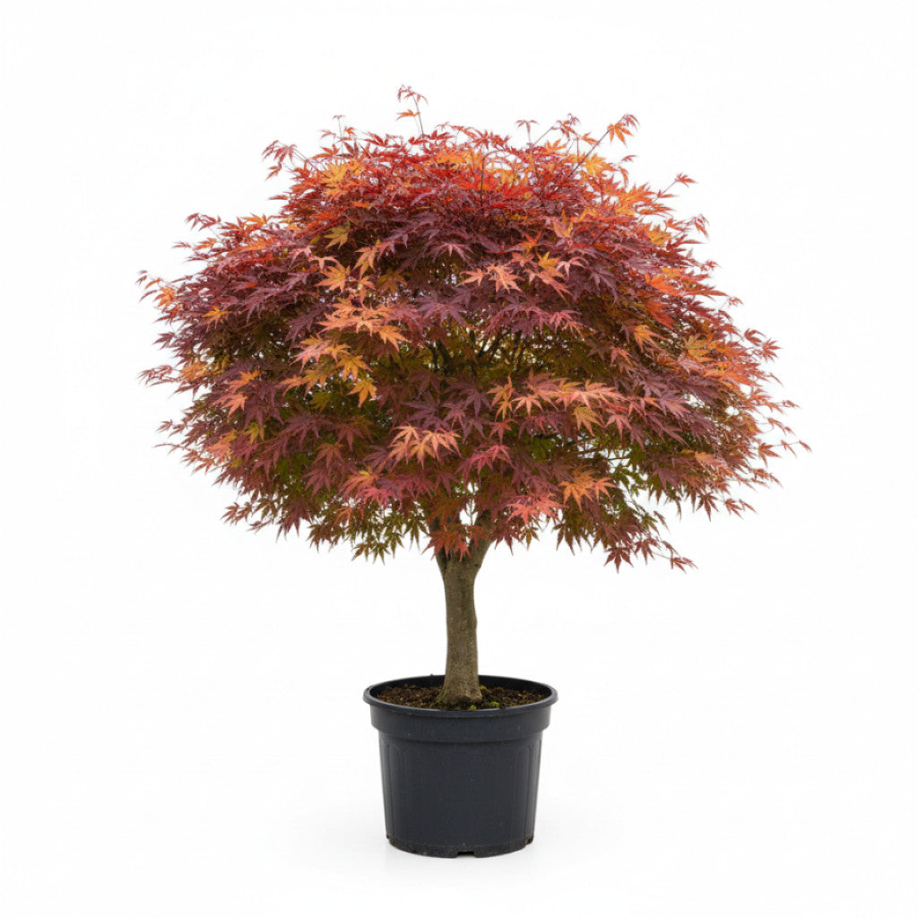 Japansk lönn – Acer pal. &