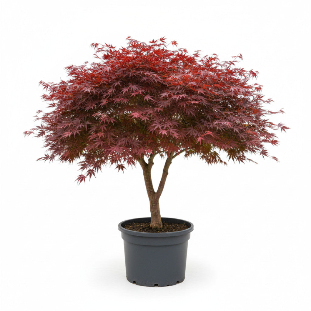 Japansk lönn – Acer pal. &