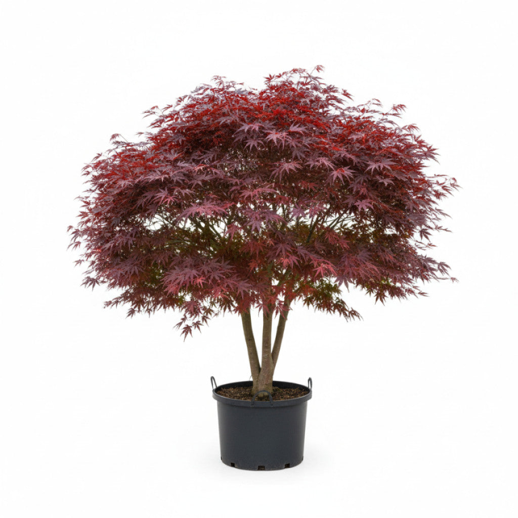 Japansk lönn – Acer pal. &