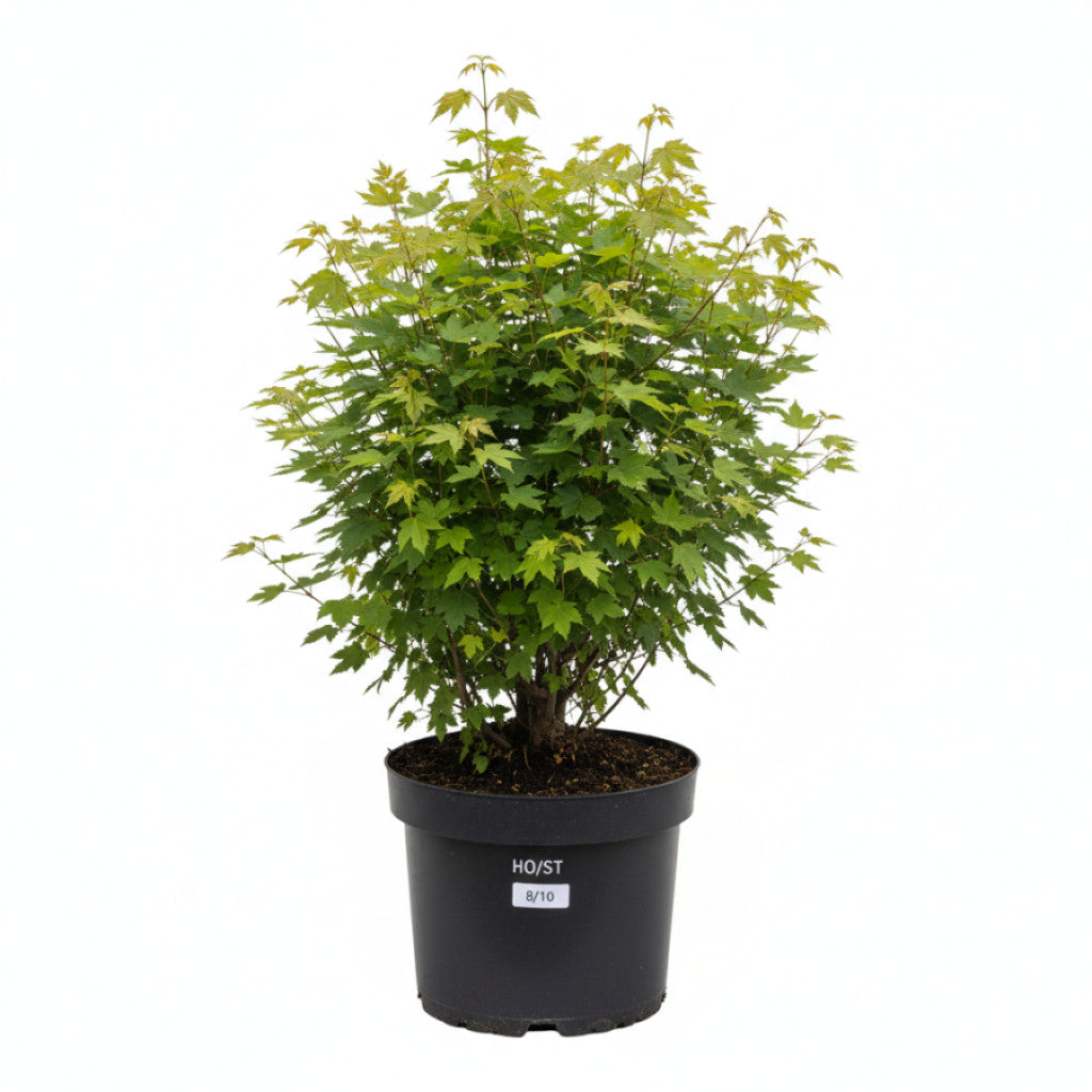 Fältlönn – Acer campestre - 8/10 in Cont HO/ST