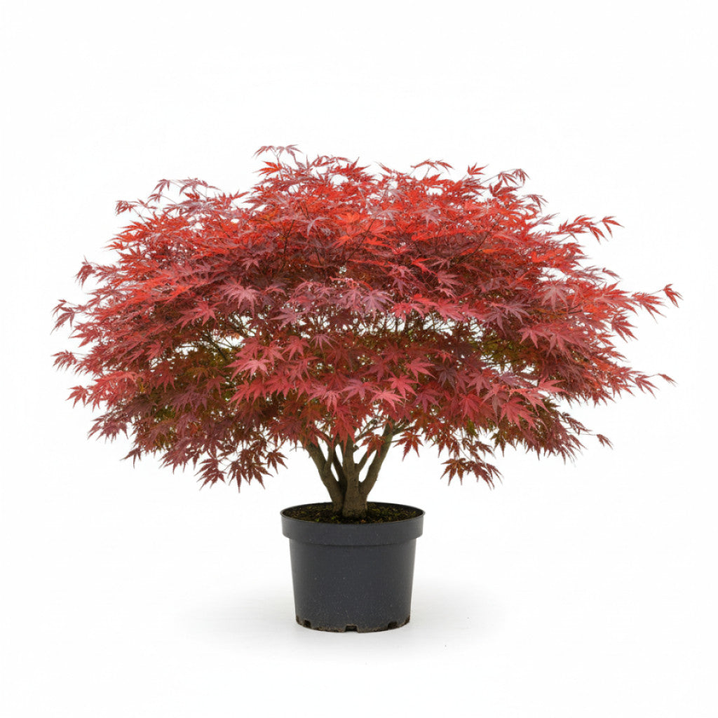 Japansk lönn – Acer pal. &