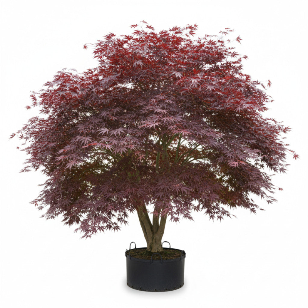 Japansk lönn – Acer pal. &