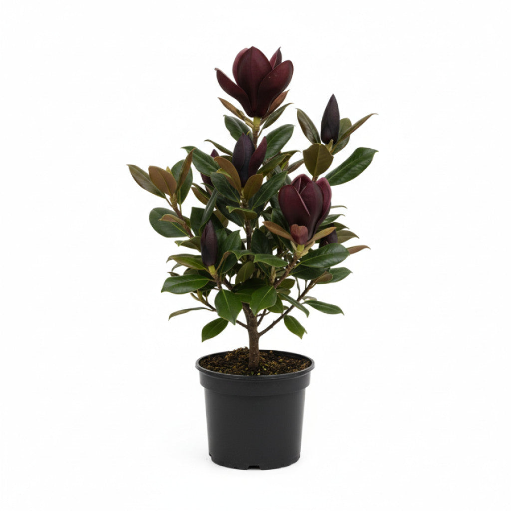 Magnolia – Magnolia &