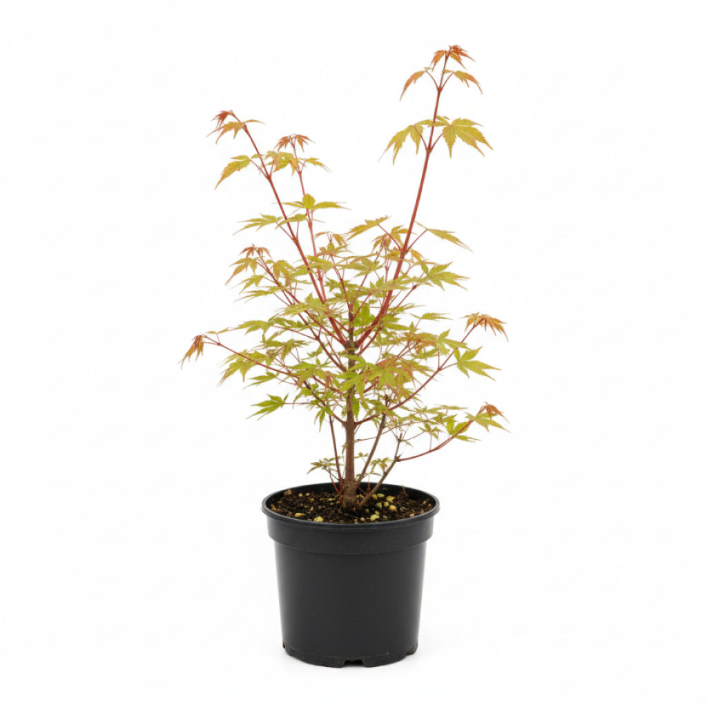 Japansk lönn – Acer pal. &