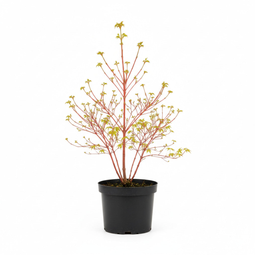 Japansk lönn – Acer pal. &