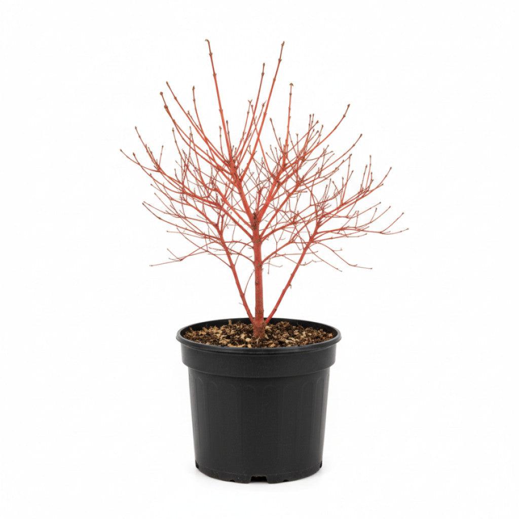 Japansk lönn – Acer pal. &