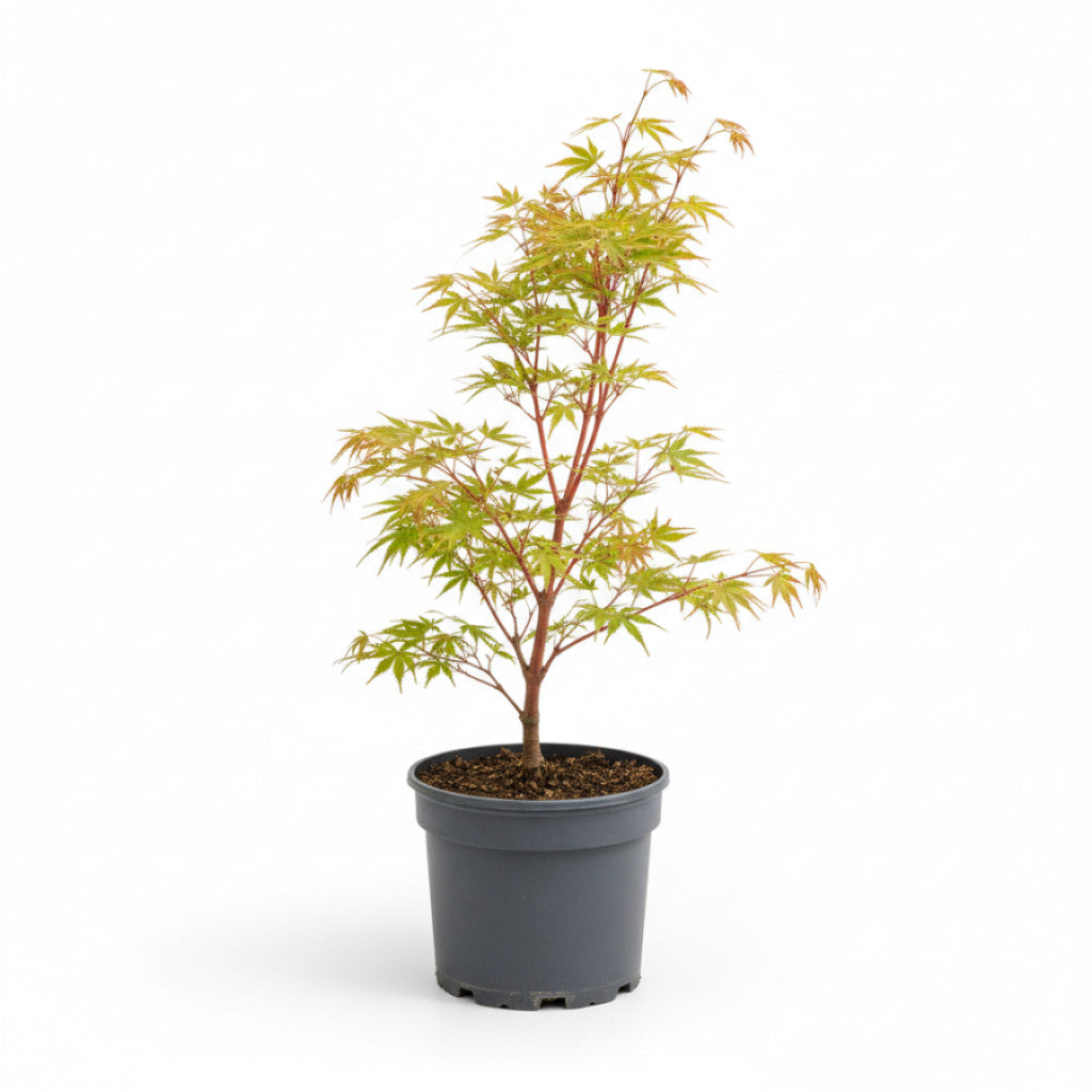 Japansk lönn – Acer pal. &