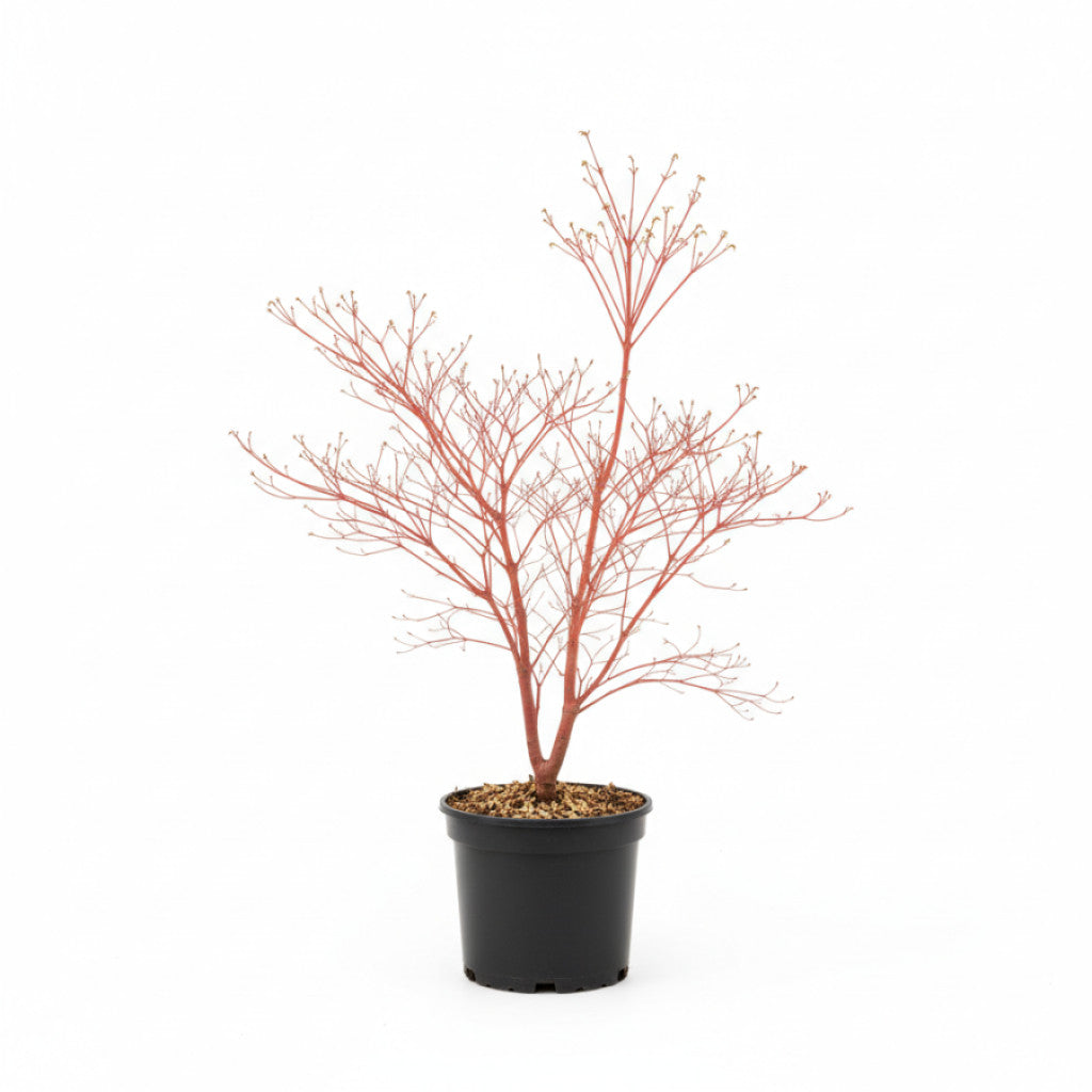 Japansk lönn – Acer pal. &