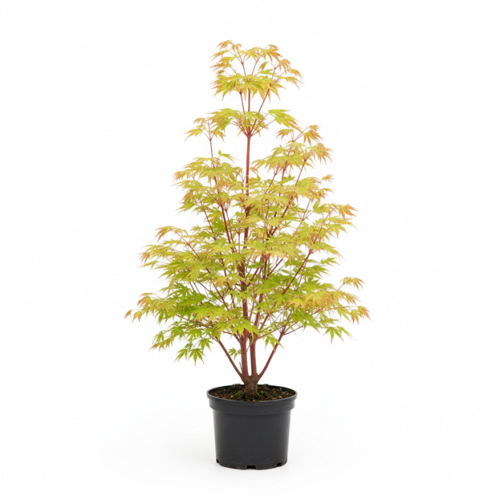 Japansk lönn – Acer pal. &