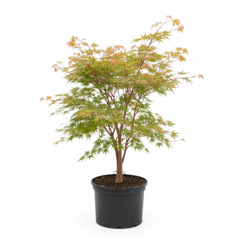 Japansk lönn – Acer pal. &